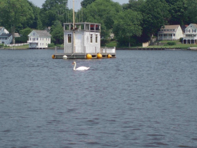 1h Swan in Essex back pond