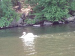 1n Swan at Hamburg Cove