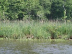 1s Irises Selden Creek