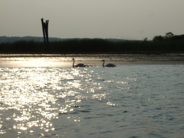 Swans at Old Lyme Mooring