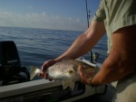 There are plenty huge croaker to make up for the reds
