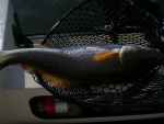 7 miles out in the gulf, so the redfish have to go back in.