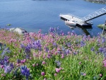 (DaveMar) Cute-C    Winchelsea Island South- Wild Flowers