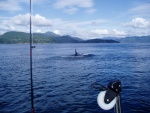 (DaveMar) Orca at Little Bear Bay