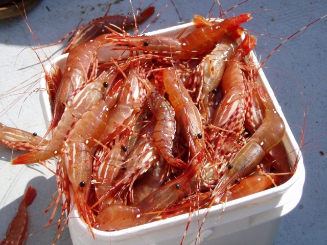 Guess How Many Prawns in the Bucket?