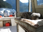 Yogi on lake Crescent