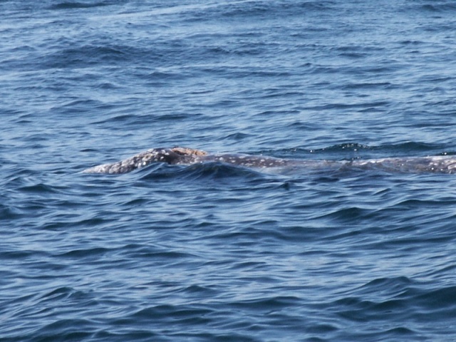 (Da Nag) Near whale encounter near Neah Bay