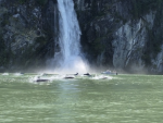 Photobombed by Dolphins, May 2023, Broughton Islands, BC