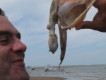 What can you find in a conch shell?