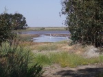 Wheeler Island Duck Club's backyard