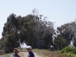 Approaching trees with many nesting birds