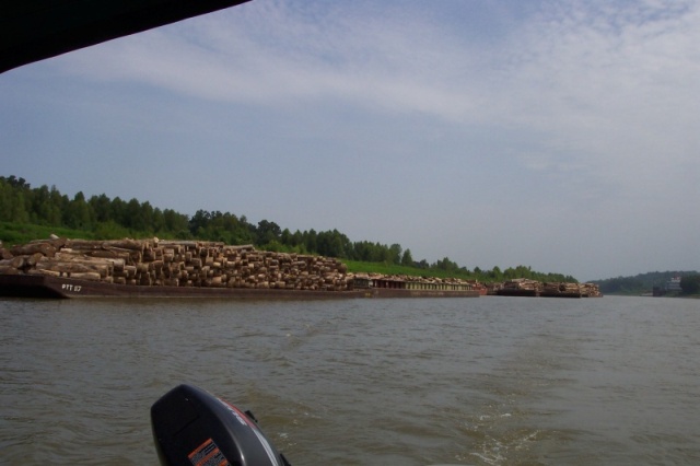 Vicksburg,MS....cypress logs in canal