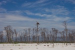 MIss coast...Ship Island...east end...osprey nest