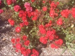 Petaluma Visitor Center flowers