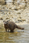 Raccoon in the Harmony Islands