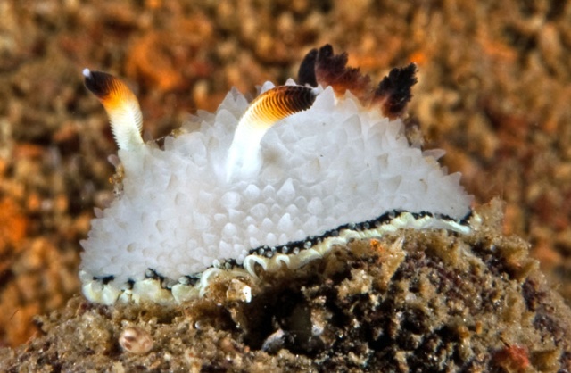 Acanthodoris rhodoceras 