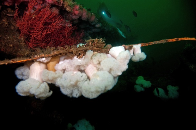 Wreck of the African Queen, Long Beach CA