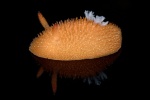 Acanthodoris lutea