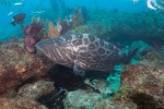 California Broomtail grouper