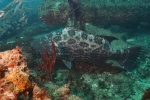 California Broomtail grouper