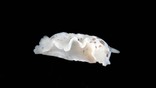 Dendrodoris nigromaculata