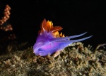 Flabellinopsis iodinea, Spanish Shawl