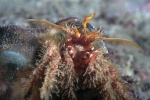 Furry hermit crab, Paguristes ulreyi