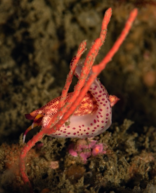 Simnia snail, Delonovolva aequalis