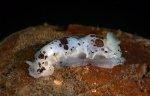 Dendrodoris nigromaculata 