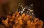 Polycera hedgpethi