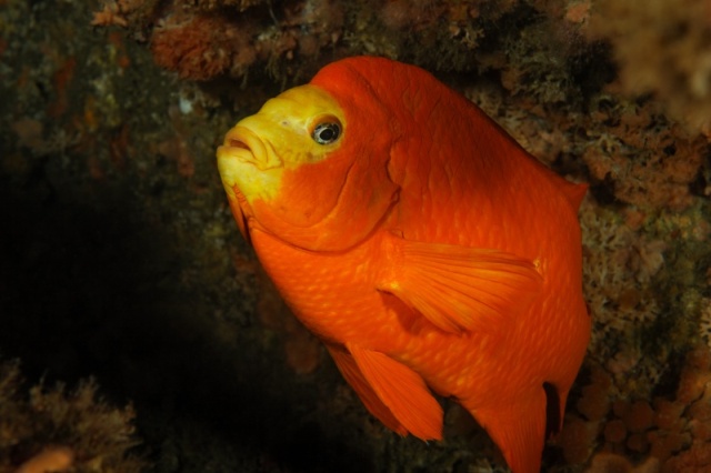 Garibaldi