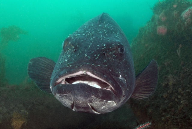 Giant Sea Bass 4