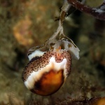 Chestnut cowrie