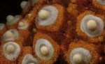 Golf Ball Reef Close up D3X7151