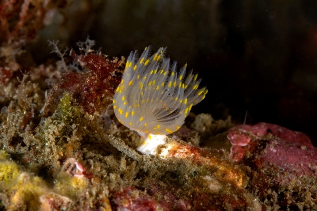 Golf Ball Reef DSC0312