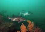 California Broomtail grouper and Giant Sea Bass