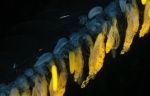Praya dubia, Giant siphonophore