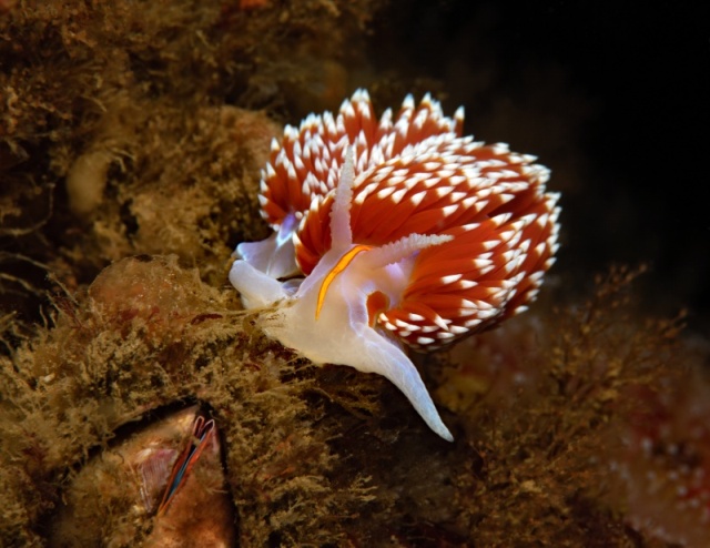 Hermissenda opalescens