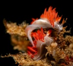 Pair of Flabellina trilineata