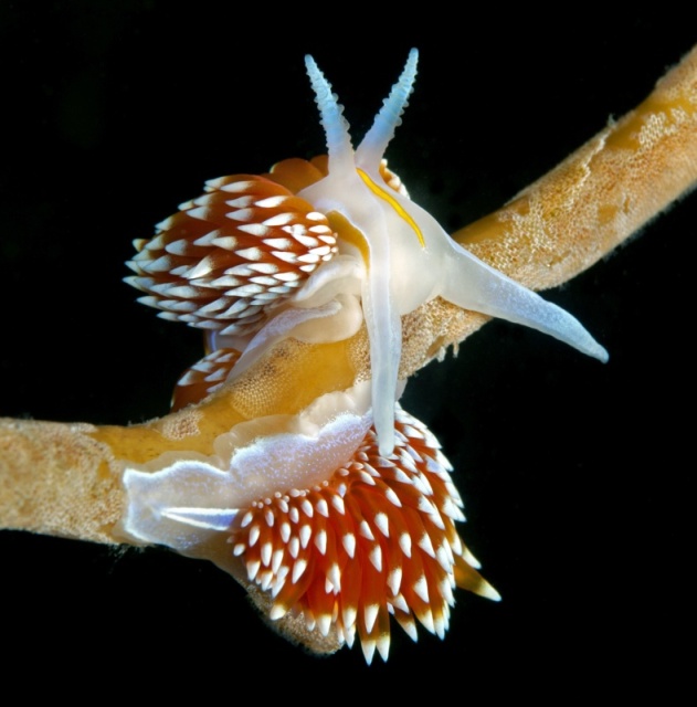 Hermissenda crassicornis