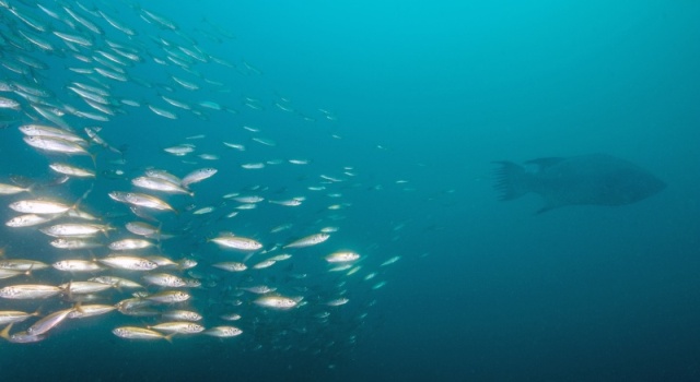 Broomtail Grouper