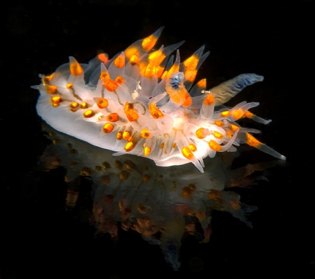 Janolus barbarensis on a reflective slate