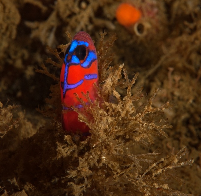 Blue banded goby