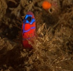 Blue banded goby