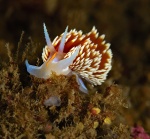 Hermissenda opalescens