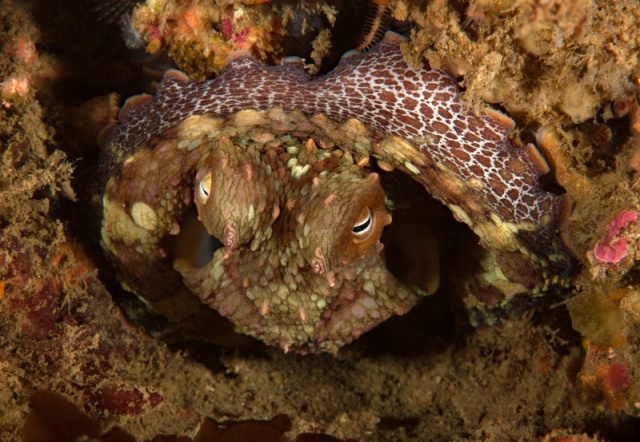 Two spot octopus