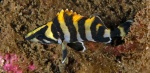 Juvenile Treefish