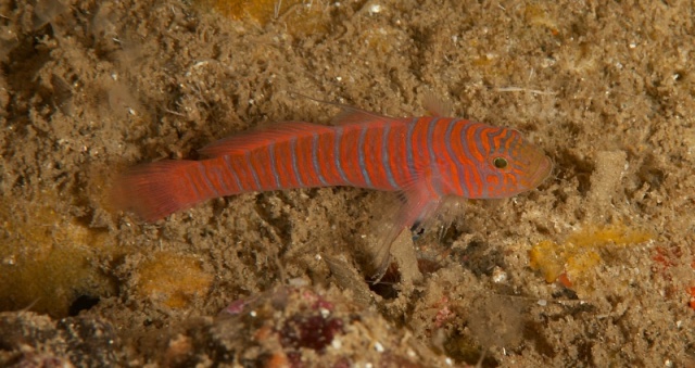 Zebra goby