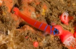 Blue banded goby