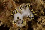 Mating Polycera tricolor